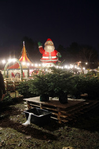 Symbolfoto Weihnachtsbaumverkauf