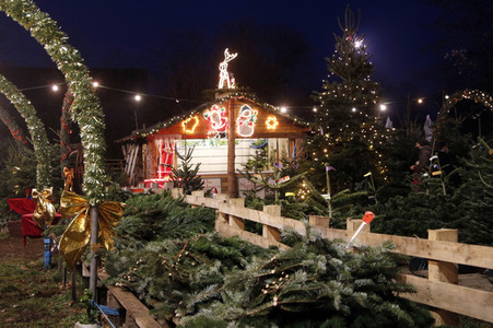 Symbolfoto Weihnachtsbaumverkauf