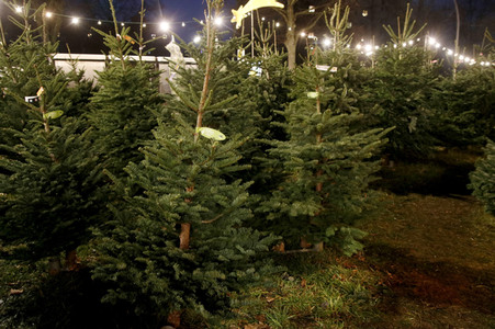Symbolfoto Weihnachtsbaumverkauf