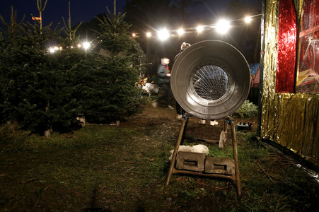 Symbolfoto Weihnachtsbaumverkauf