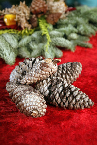 Symbolfoto Weihnachtsbaumverkauf