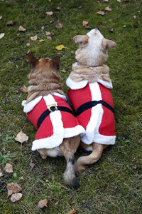 Hunde im Weihnachtsjäckchen in Berlin