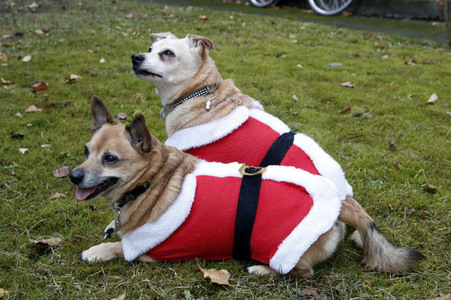 Hunde im Weihnachtsjäckchen in Berlin