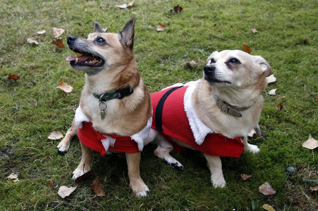 Hunde im Weihnachtsjäckchen in Berlin