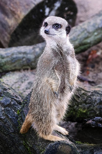 Weihnachtszeit im Erlebnis-Zoo Hannover