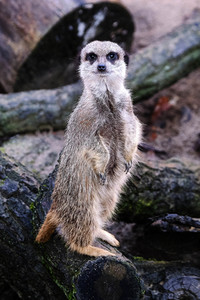 Weihnachtszeit im Erlebnis-Zoo Hannover
