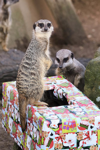 Weihnachtszeit im Erlebnis-Zoo Hannover