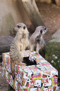 Weihnachtszeit im Erlebnis-Zoo Hannover