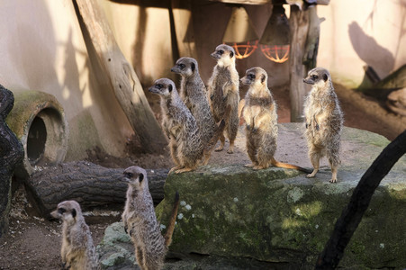 Weihnachtszeit im Erlebnis-Zoo Hannover