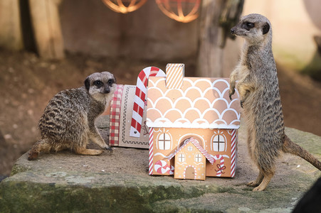 Weihnachtszeit im Erlebnis-Zoo Hannover