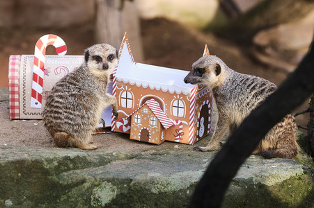 Weihnachtszeit im Erlebnis-Zoo Hannover