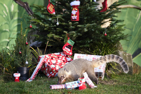 Weihnachtszeit im Erlebnis-Zoo Hannover