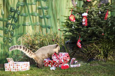 Weihnachtszeit im Erlebnis-Zoo Hannover