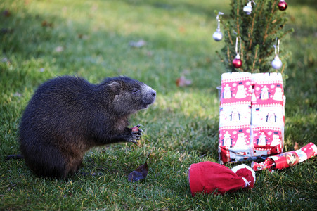 Weihnachtszeit im Erlebnis-Zoo Hannover