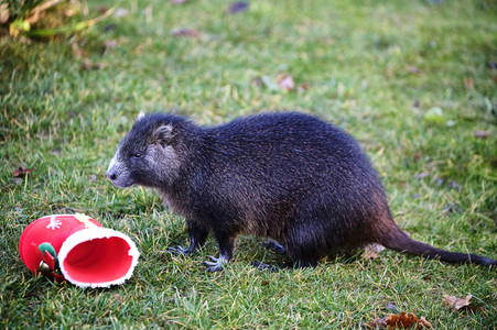 Weihnachtszeit im Erlebnis-Zoo Hannover