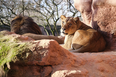Weihnachtszeit im Erlebnis-Zoo Hannover