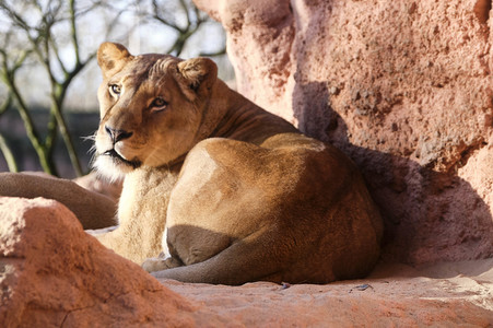 Weihnachtszeit im Erlebnis-Zoo Hannover