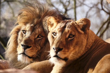 Weihnachtszeit im Erlebnis-Zoo Hannover