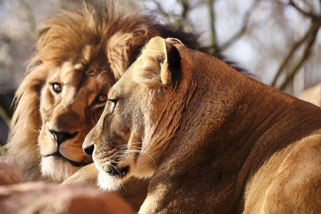 Weihnachtszeit im Erlebnis-Zoo Hannover