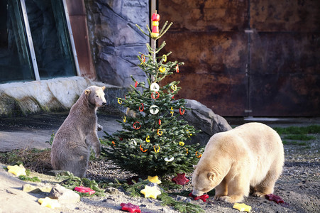 Weihnachtszeit im Erlebnis-Zoo Hannover