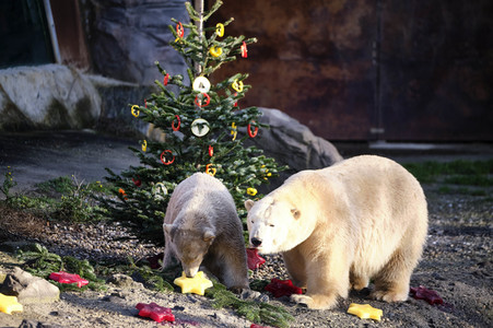Weihnachtszeit im Erlebnis-Zoo Hannover