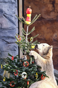 Weihnachtszeit im Erlebnis-Zoo Hannover