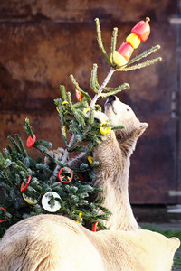 Weihnachtszeit im Erlebnis-Zoo Hannover
