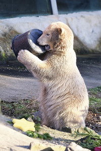 Weihnachtszeit im Erlebnis-Zoo Hannover