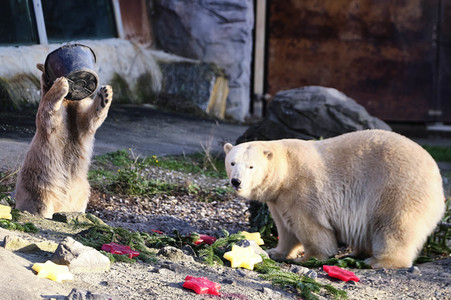 Weihnachtszeit im Erlebnis-Zoo Hannover