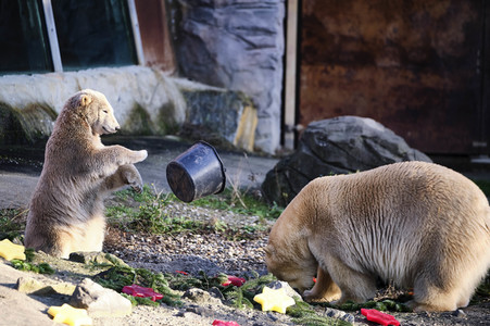 Weihnachtszeit im Erlebnis-Zoo Hannover