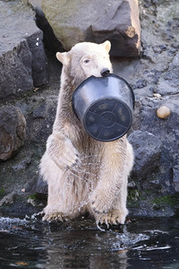 Weihnachtszeit im Erlebnis-Zoo Hannover