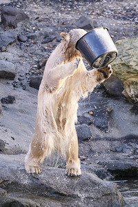 Weihnachtszeit im Erlebnis-Zoo Hannover