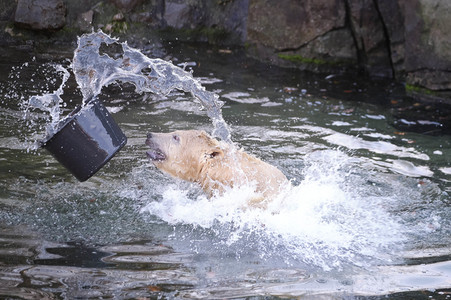Weihnachtszeit im Erlebnis-Zoo Hannover