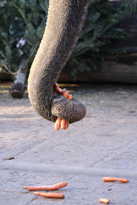 Weihnachtszeit im Erlebnis-Zoo Hannover