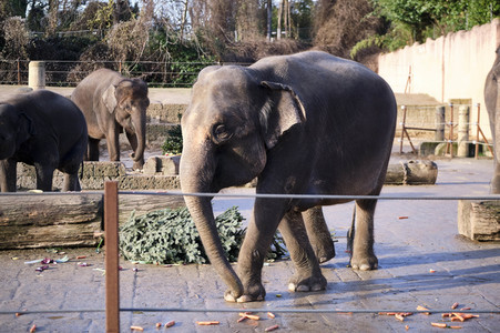 Weihnachtszeit im Erlebnis-Zoo Hannover