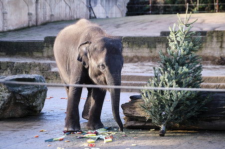 Weihnachtszeit im Erlebnis-Zoo Hannover