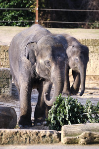 Weihnachtszeit im Erlebnis-Zoo Hannover