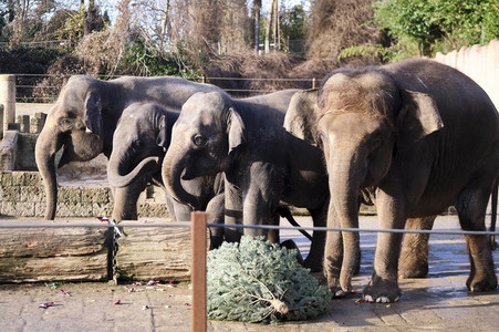 Weihnachtszeit im Erlebnis-Zoo Hannover