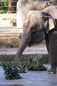 Weihnachtszeit im Erlebnis-Zoo Hannover