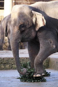Weihnachtszeit im Erlebnis-Zoo Hannover