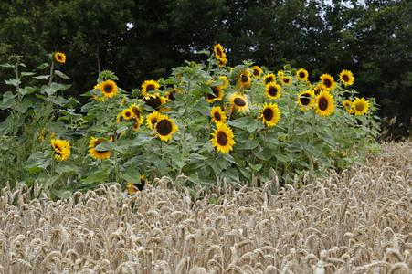 NATURE ART: Sonnenblumen / Sunflowers Bodypainting