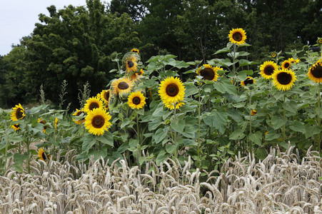 NATURE ART: Sonnenblumen / Sunflowers Bodypainting