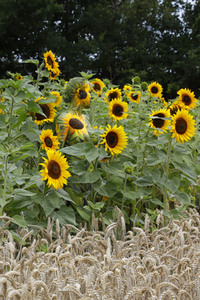 NATURE ART: Sonnenblumen / Sunflowers Bodypainting