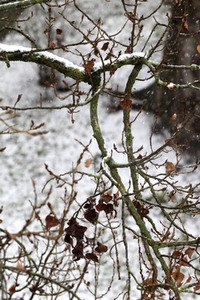 Erster Schnee 2021 in Berlin