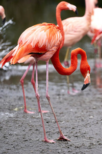 Tierische Inventur im Erlebnis-Zoo Hannover