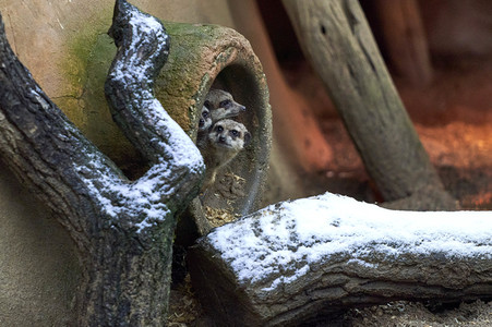 Tierische Inventur im Erlebnis-Zoo Hannover
