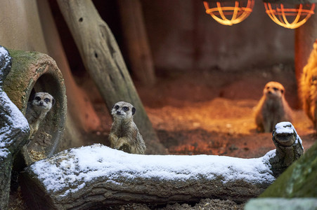 Tierische Inventur im Erlebnis-Zoo Hannover