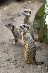 Tierische Inventur im Erlebnis-Zoo Hannover