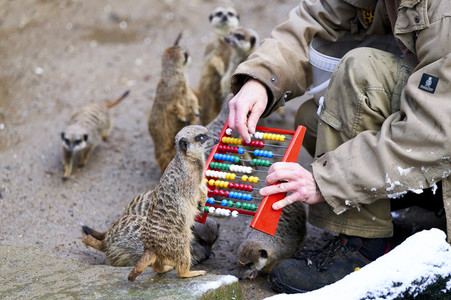Tierische Inventur im Erlebnis-Zoo Hannover