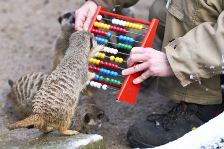 Tierische Inventur im Erlebnis-Zoo Hannover